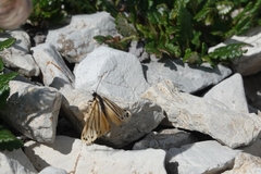 Setina aurita