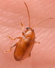 Neocrepidodera transversa