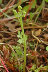 Botrychium michiganense