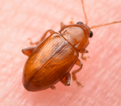 Neocrepidodera transversa