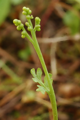 Botrychium michiganense