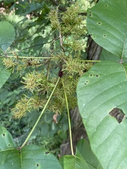 Eriophyes rhoinus