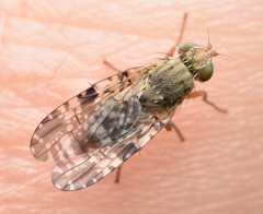 Tephritis vespertina