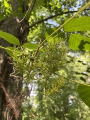 Eriophyes rhoinus