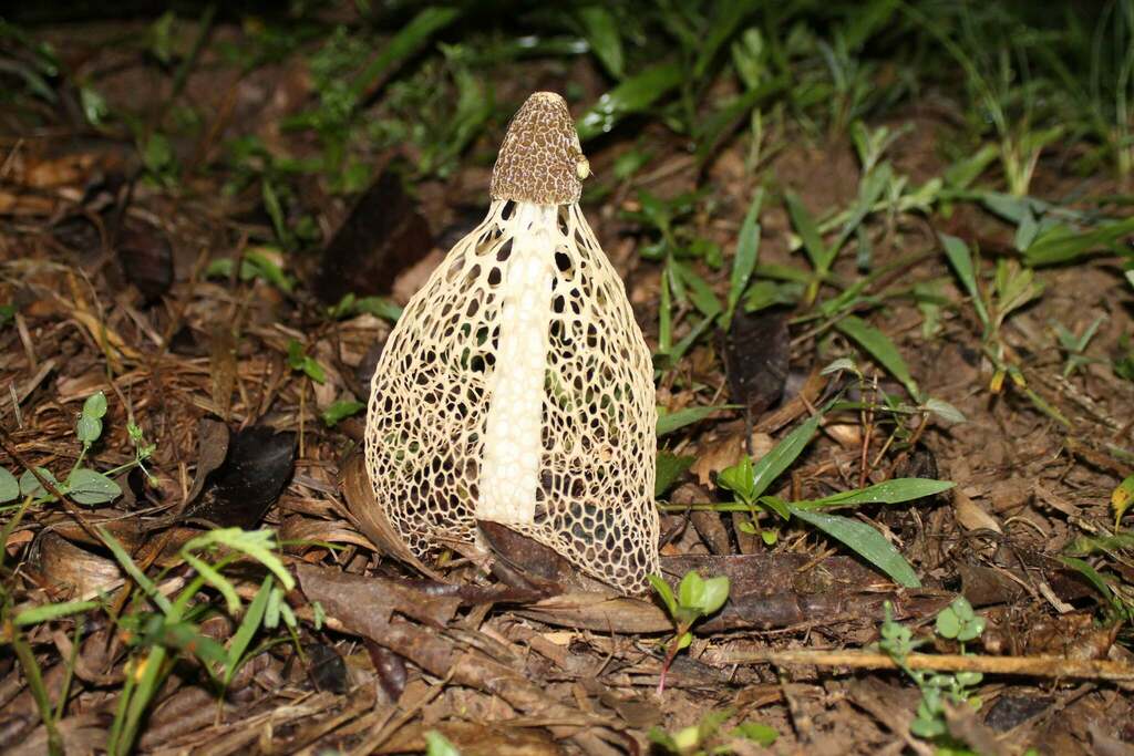 Phallus indusiatus · November 2018 · photo: © deniszabin (iNaturalist, cc-by)