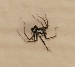 Oxyopes tridens