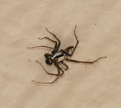 Oxyopes tridens