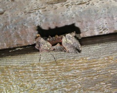 Autographa ampla