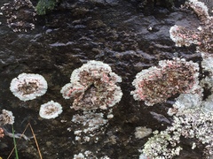 Placopsis rhodophthalma