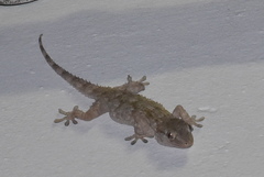 Tarentola mauritanica