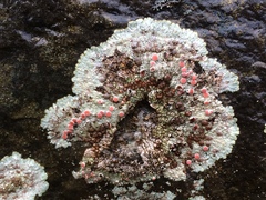 Placopsis rhodophthalma