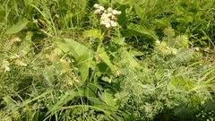 Parthenium integrifolium