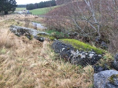 Placopsis rhodophthalma