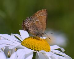 Callophrys gryneus rosneri
