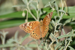 Asterocampa celtis antonia