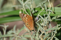 Asterocampa celtis antonia