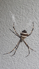 Argiope ericae