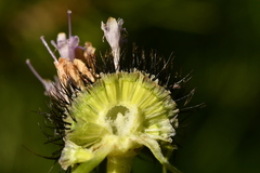 Scabiosa lucida