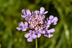 Scabiosa lucida