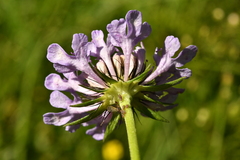 Scabiosa lucida
