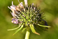 Scabiosa lucida