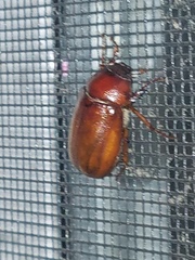 Phyllophaga tristis