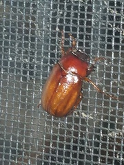 Phyllophaga tristis