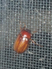 Phyllophaga tristis