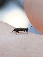 Nathrius brevipennis