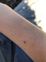 Nathrius brevipennis