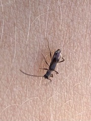 Nathrius brevipennis