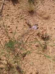 Ipomopsis longiflora