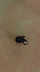Omolabus
