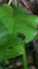 Omolabus