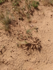 Ipomopsis longiflora