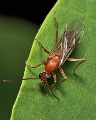 Formica pallidefulva