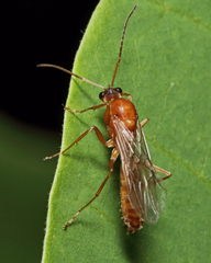 Formica pallidefulva