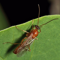 Formica pallidefulva