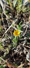 Calendula suffruticosa algarbiensis