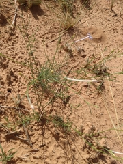 Ipomopsis longiflora