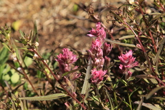 Castilleja parviflora olympica