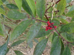 Erysiphe vanbruntiana sambuci-racemosae