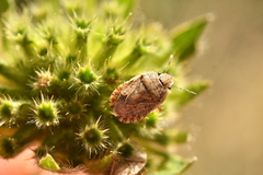 Sciocoris homalonotus