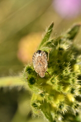 Sciocoris homalonotus