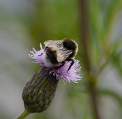 Bombus