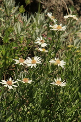 Eucephalus paucicapitatus