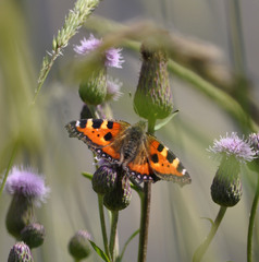 Aglais urticae