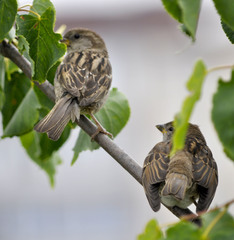 Passer domesticus