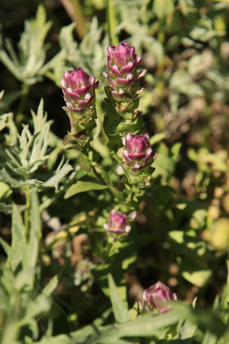 Image of Orthocarpus imbricatus by (c) Cindy Bell, some rights reserved (CC BY)