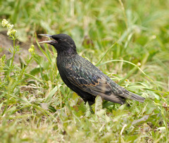Sturnus vulgaris